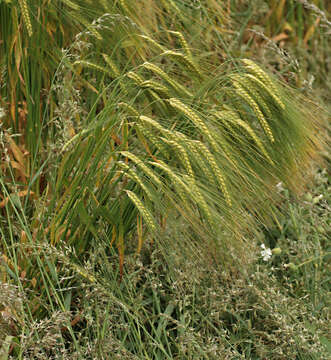 Image of Hordeum distichon L.