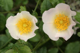 Image of dog rose