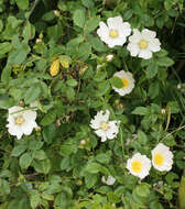 Image of dog rose