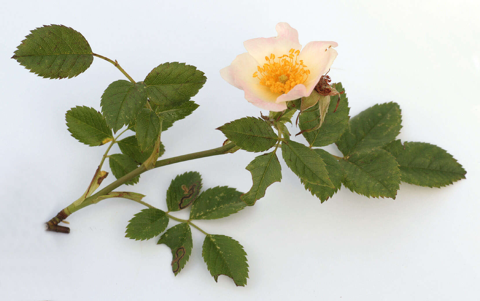 Image of dog rose