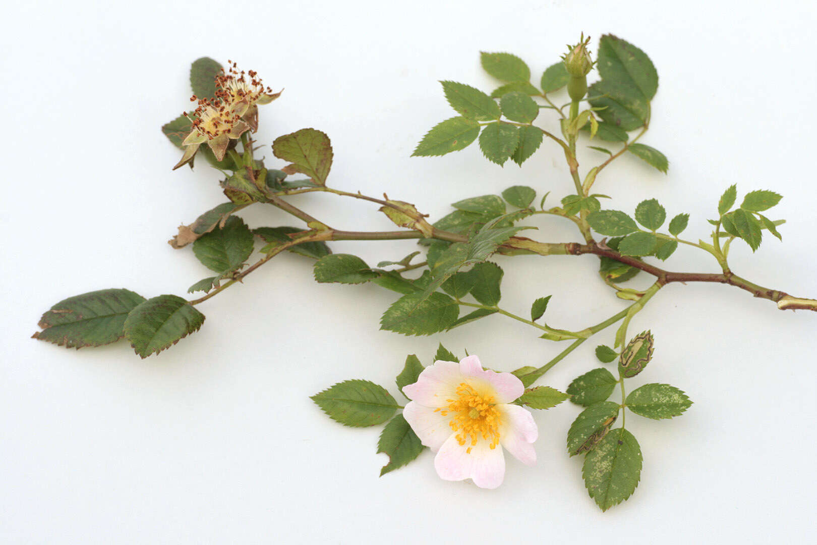 Image of dog rose