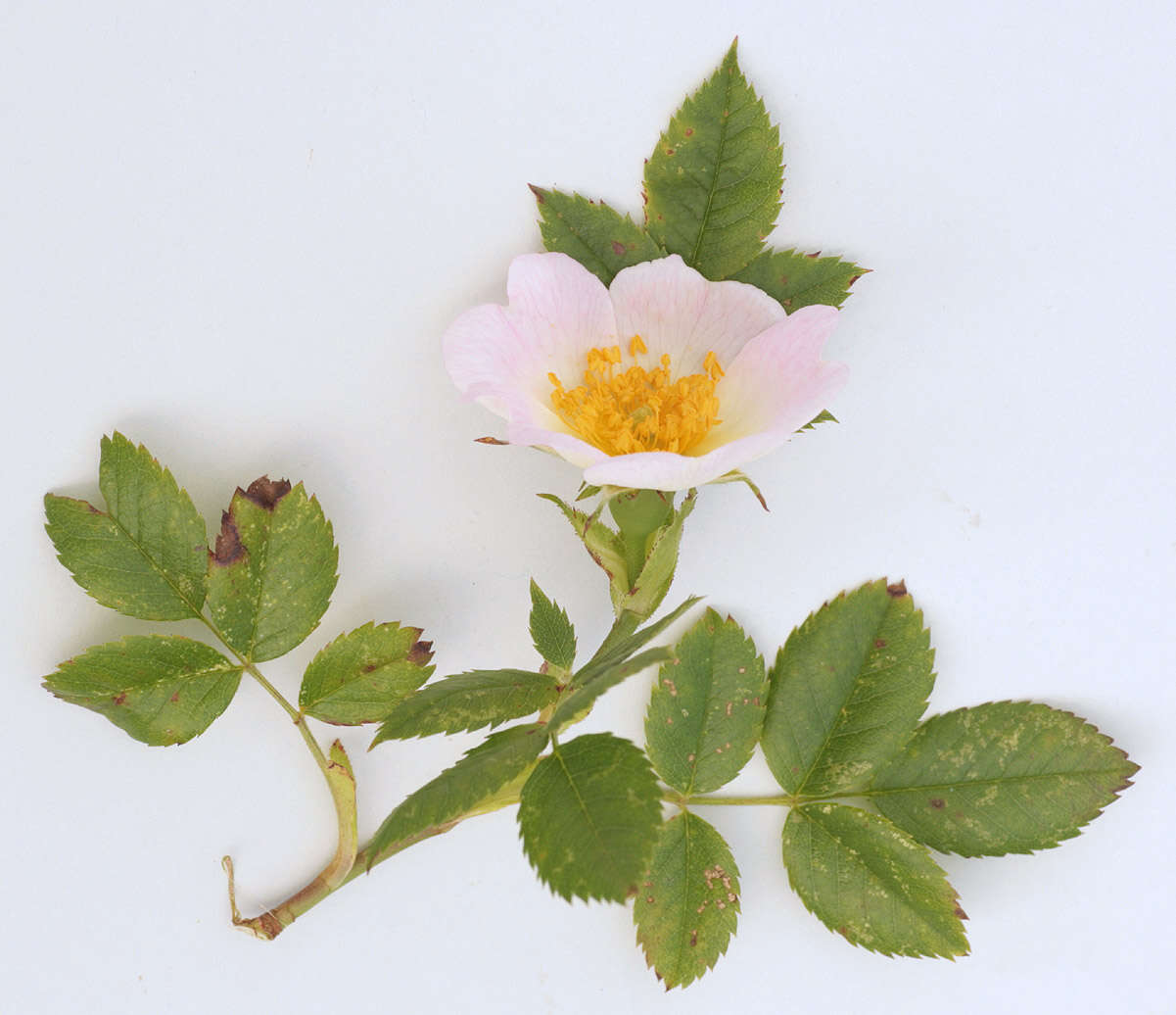 Image of dog rose