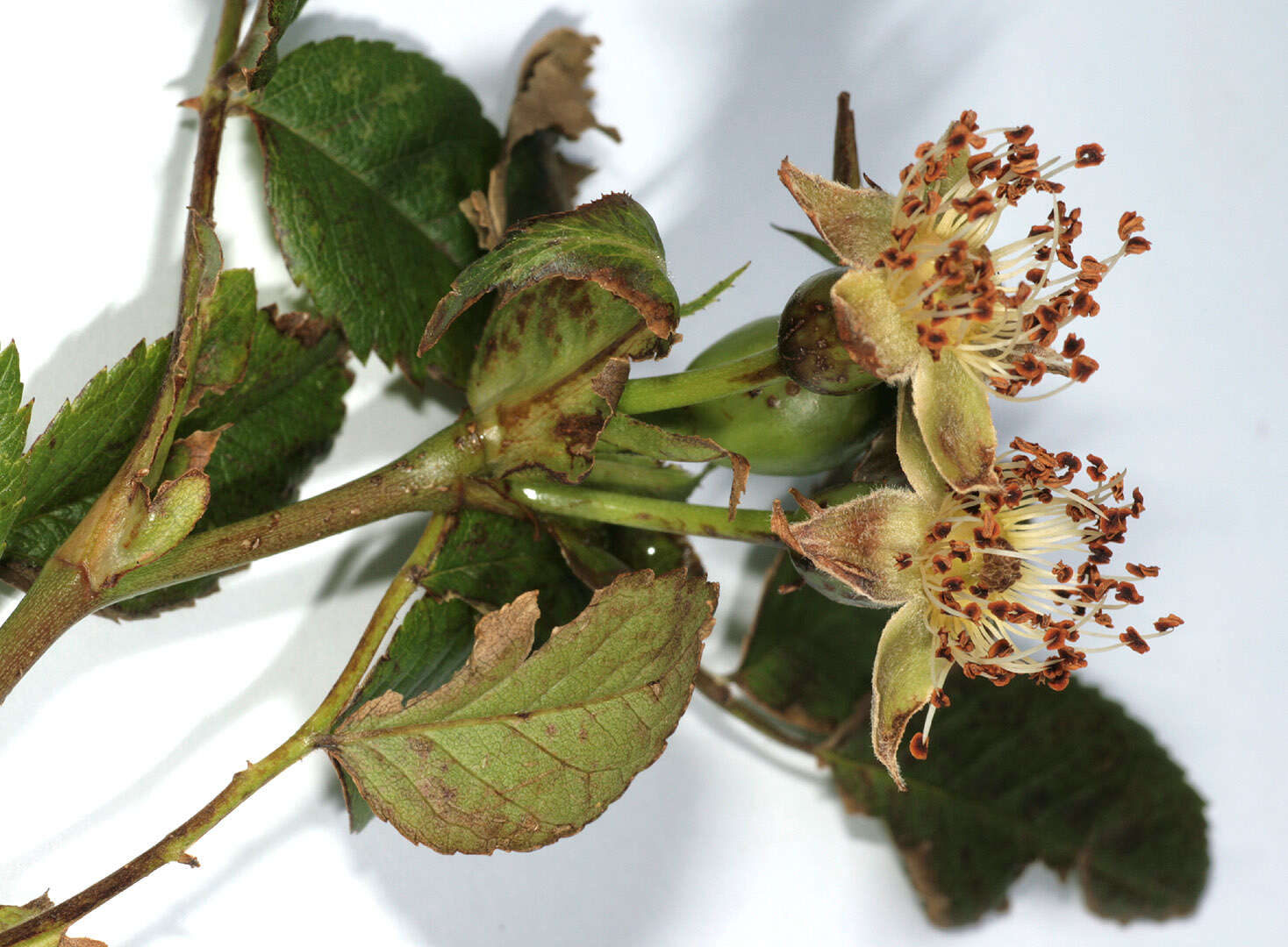 Image of dog rose