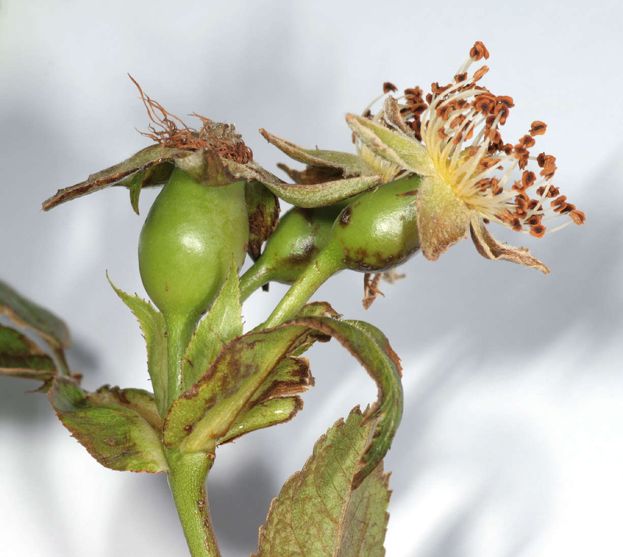 Image of dog rose