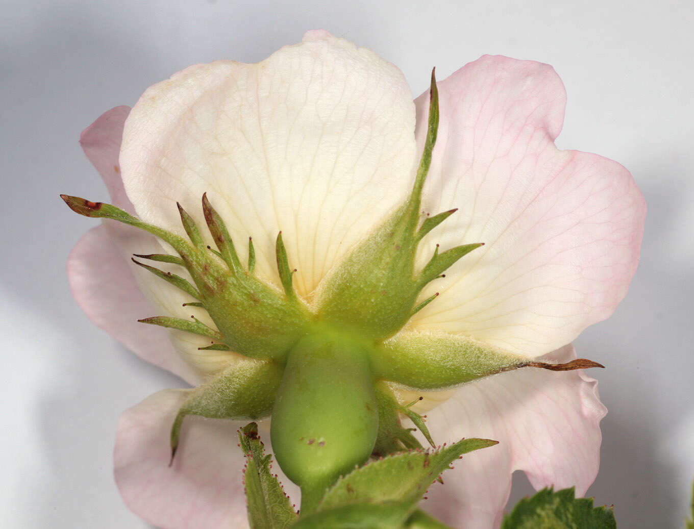 Image of dog rose