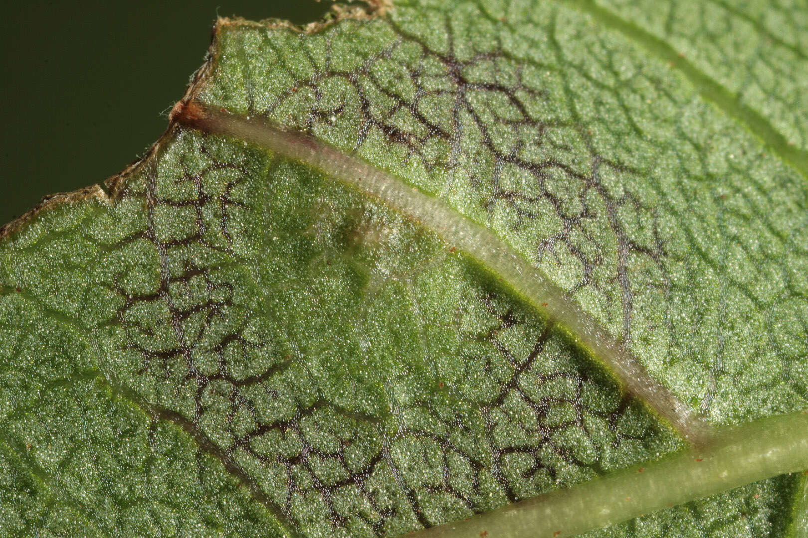 Image of Dasineura fraxinea (Kieffer 1907)