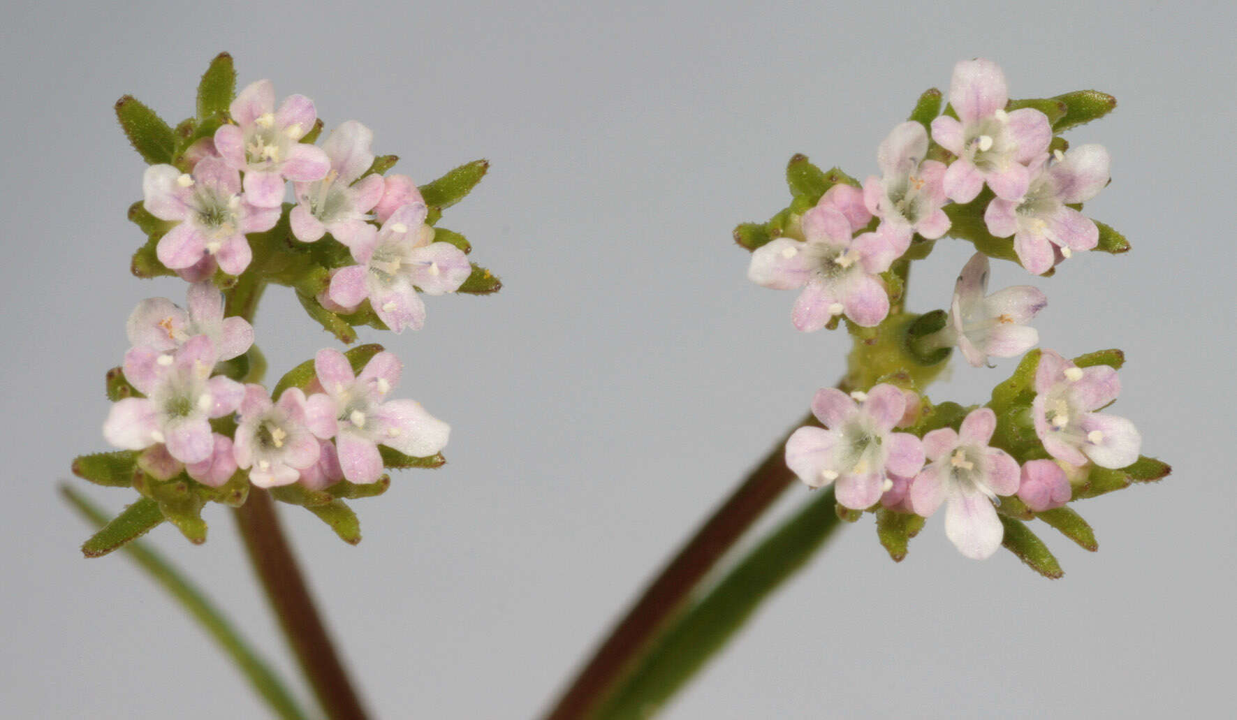 Image of narrow-fruited cornsalad