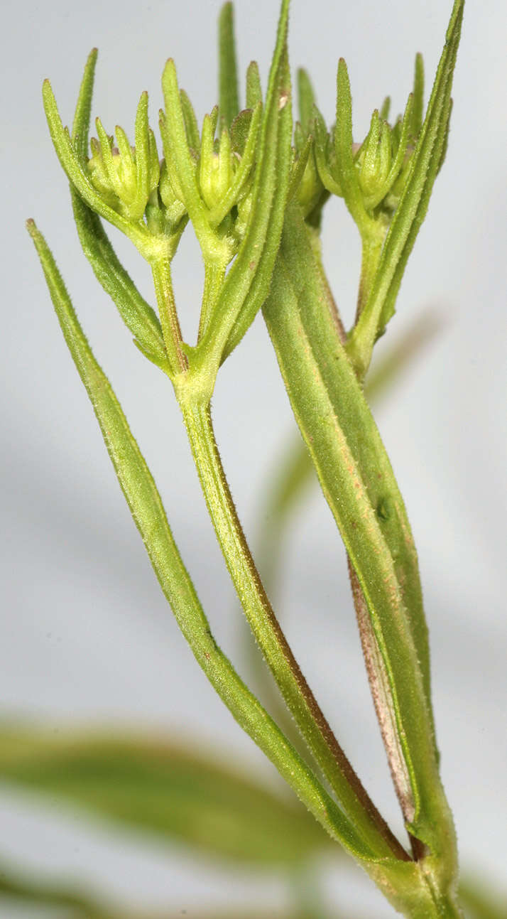 Image of narrow-fruited cornsalad