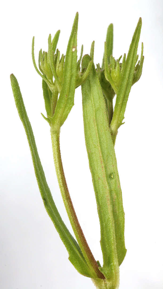 Image of narrow-fruited cornsalad