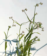 Image of narrow-fruited cornsalad