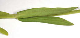 Image of narrow-fruited cornsalad