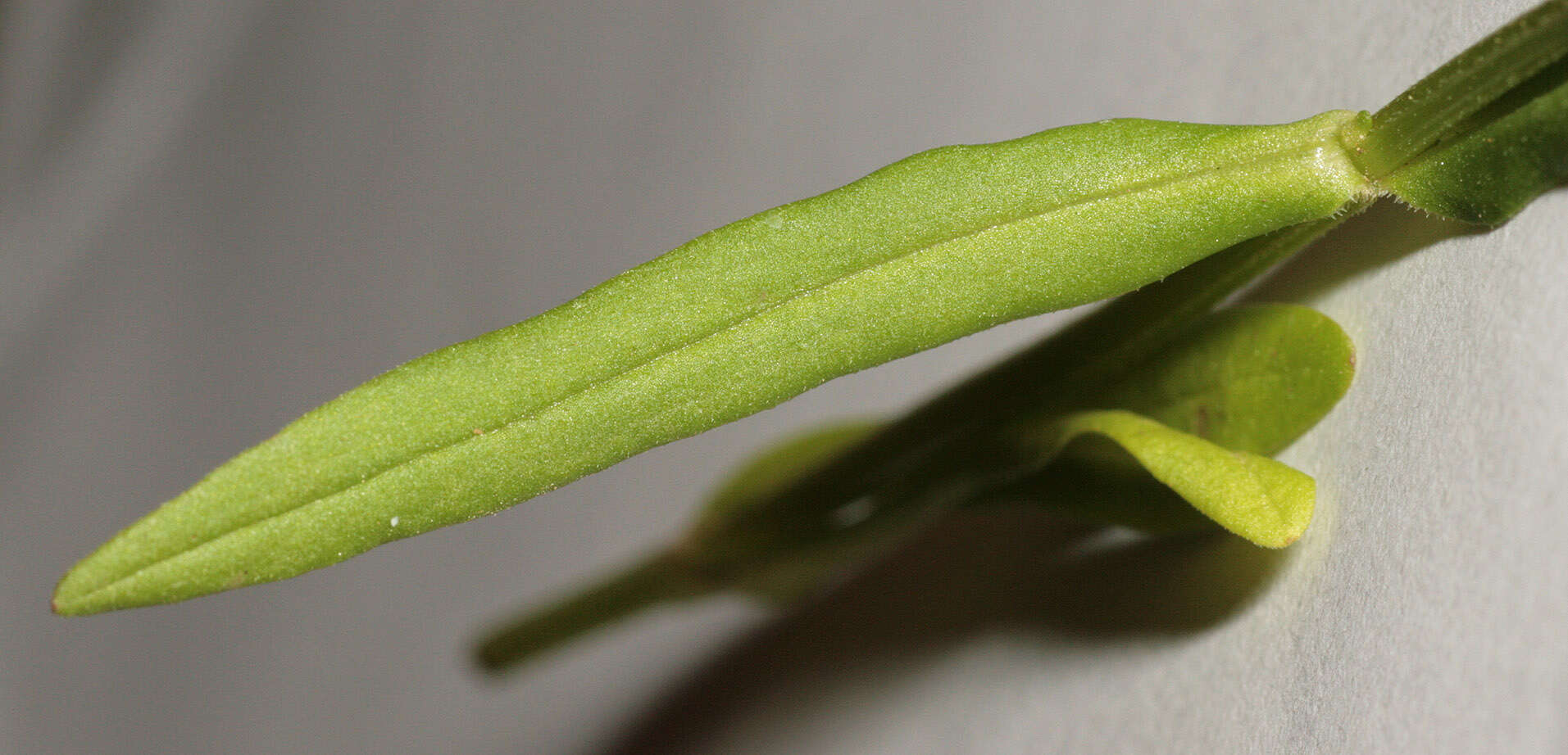 Image of narrow-fruited cornsalad