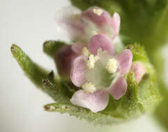 Image of narrow-fruited cornsalad