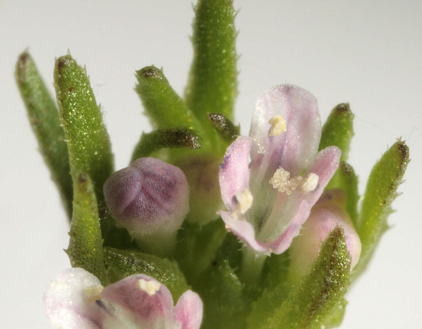 Image of narrow-fruited cornsalad