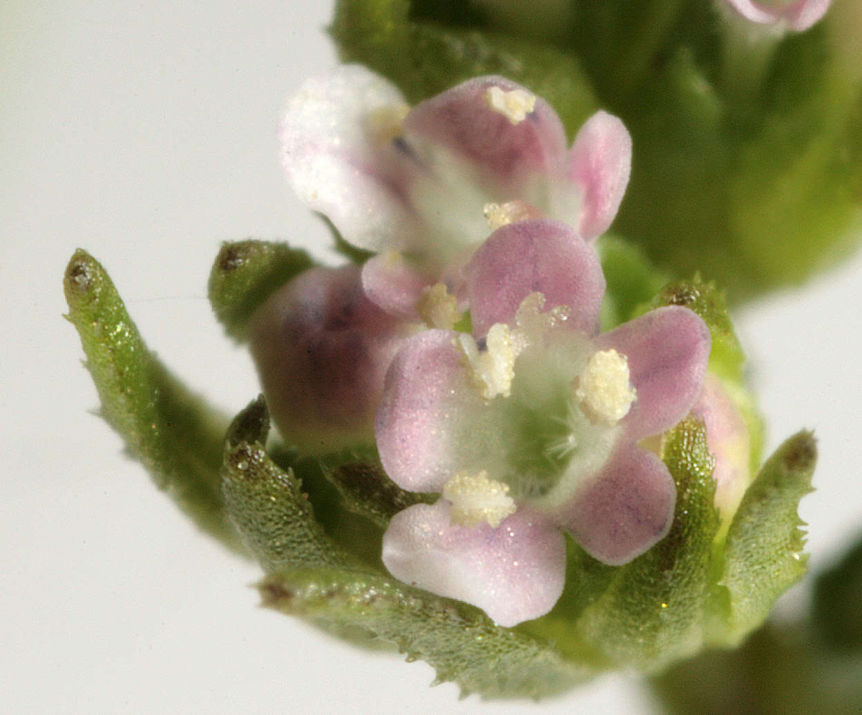 Image of narrow-fruited cornsalad