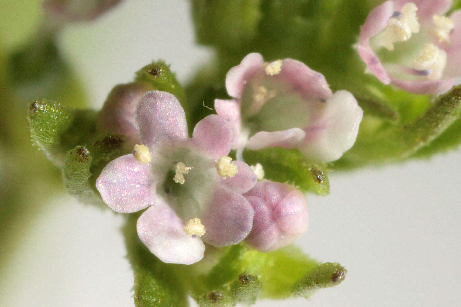 Image of narrow-fruited cornsalad