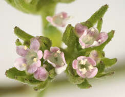 Image of narrow-fruited cornsalad