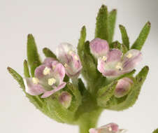 Image of narrow-fruited cornsalad