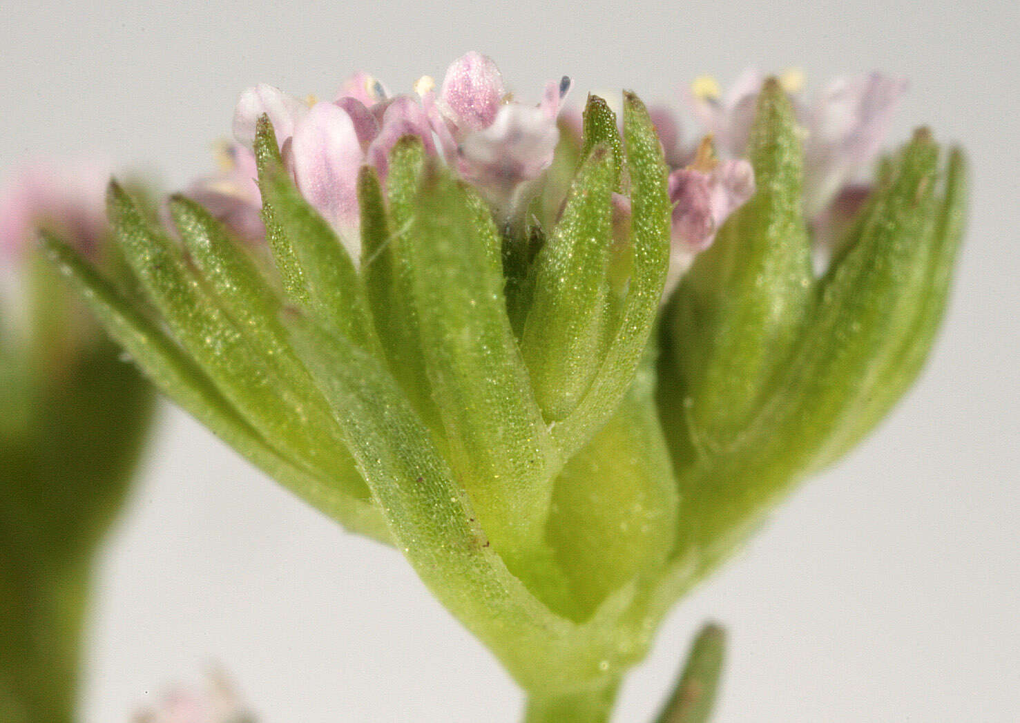 Image of narrow-fruited cornsalad