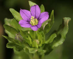 صورة Legousia hybrida (L.) Delarbre