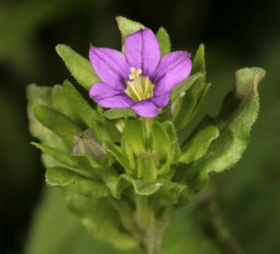 صورة Legousia hybrida (L.) Delarbre