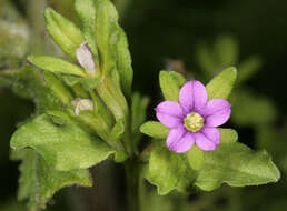 Legousia hybrida (L.) Delarbre resmi