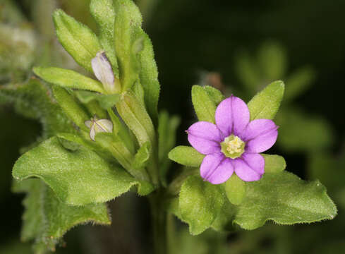 صورة Legousia hybrida (L.) Delarbre