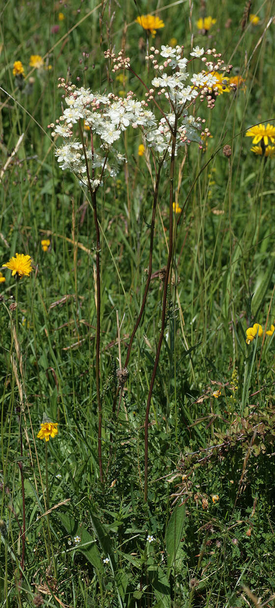 Plancia ëd Filipendula vulgaris Moench