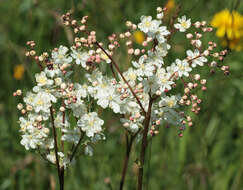 Plancia ëd Filipendula vulgaris Moench