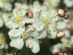 Image of dropwort