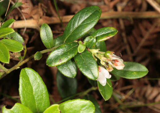 Image of lingonberry