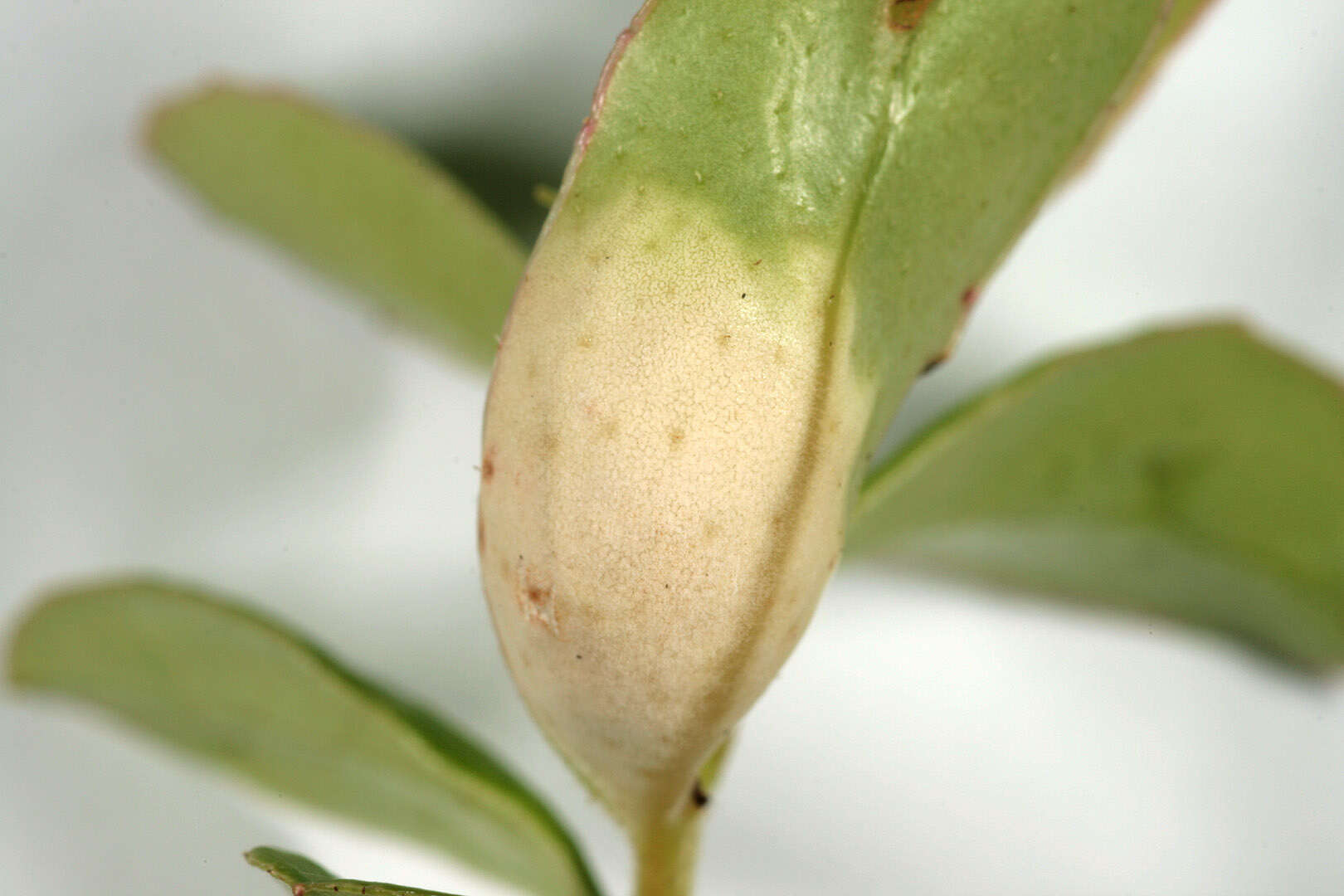 Image of Exobasidium vaccinii (Fuckel) Woronin 1867