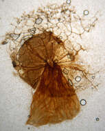 Image of Cribraria argillacea