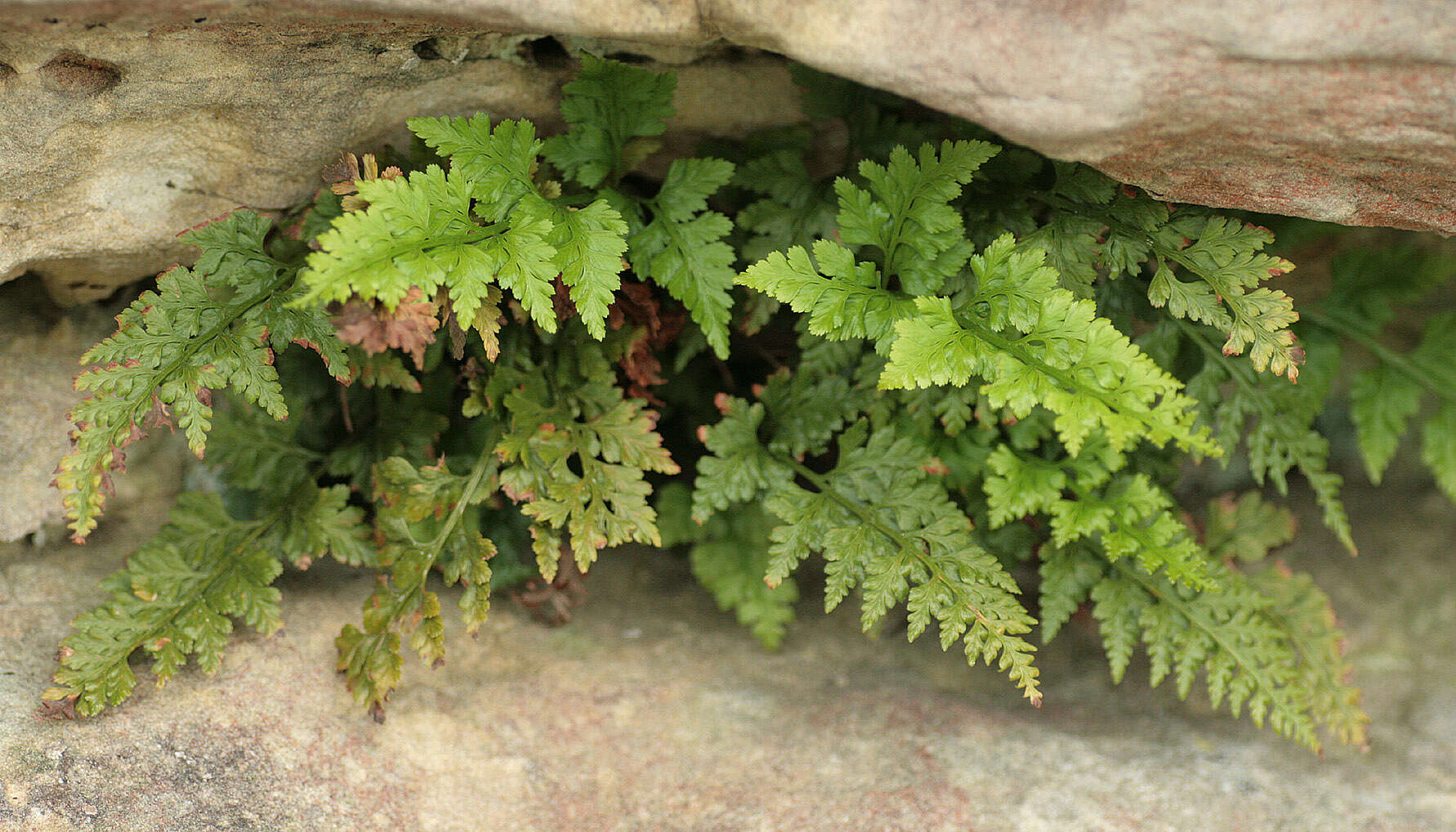 Plancia ëd Asplenium adiantum-nigrum L.