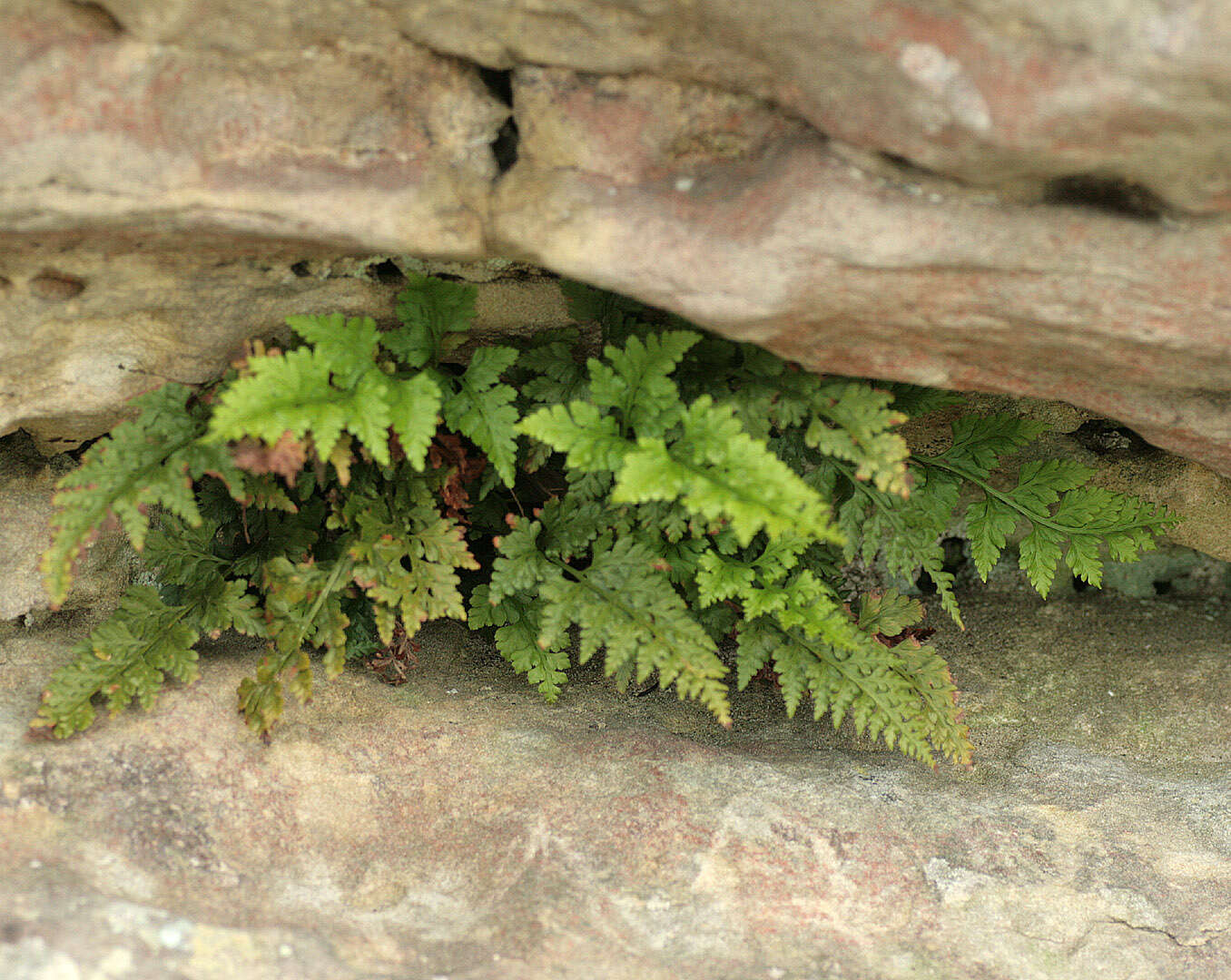 Plancia ëd Asplenium adiantum-nigrum L.