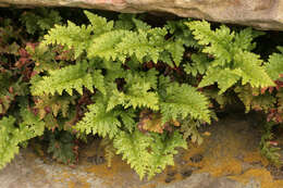 Plancia ëd Asplenium adiantum-nigrum L.