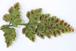 Plancia ëd Asplenium adiantum-nigrum L.