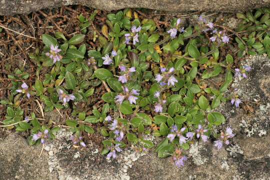 Image of Health Speedwell