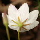 <i>Trientalis europaea</i>的圖片