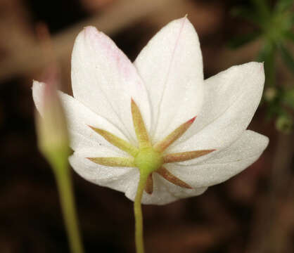 Image of <i>Trientalis europaea</i>