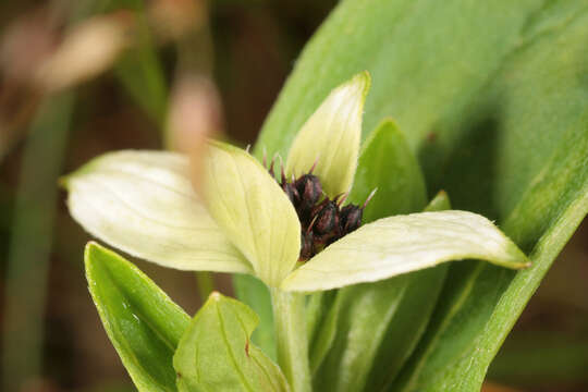 Image of Bunchberry