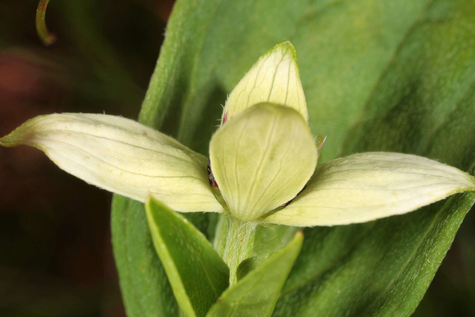 Image of Bunchberry