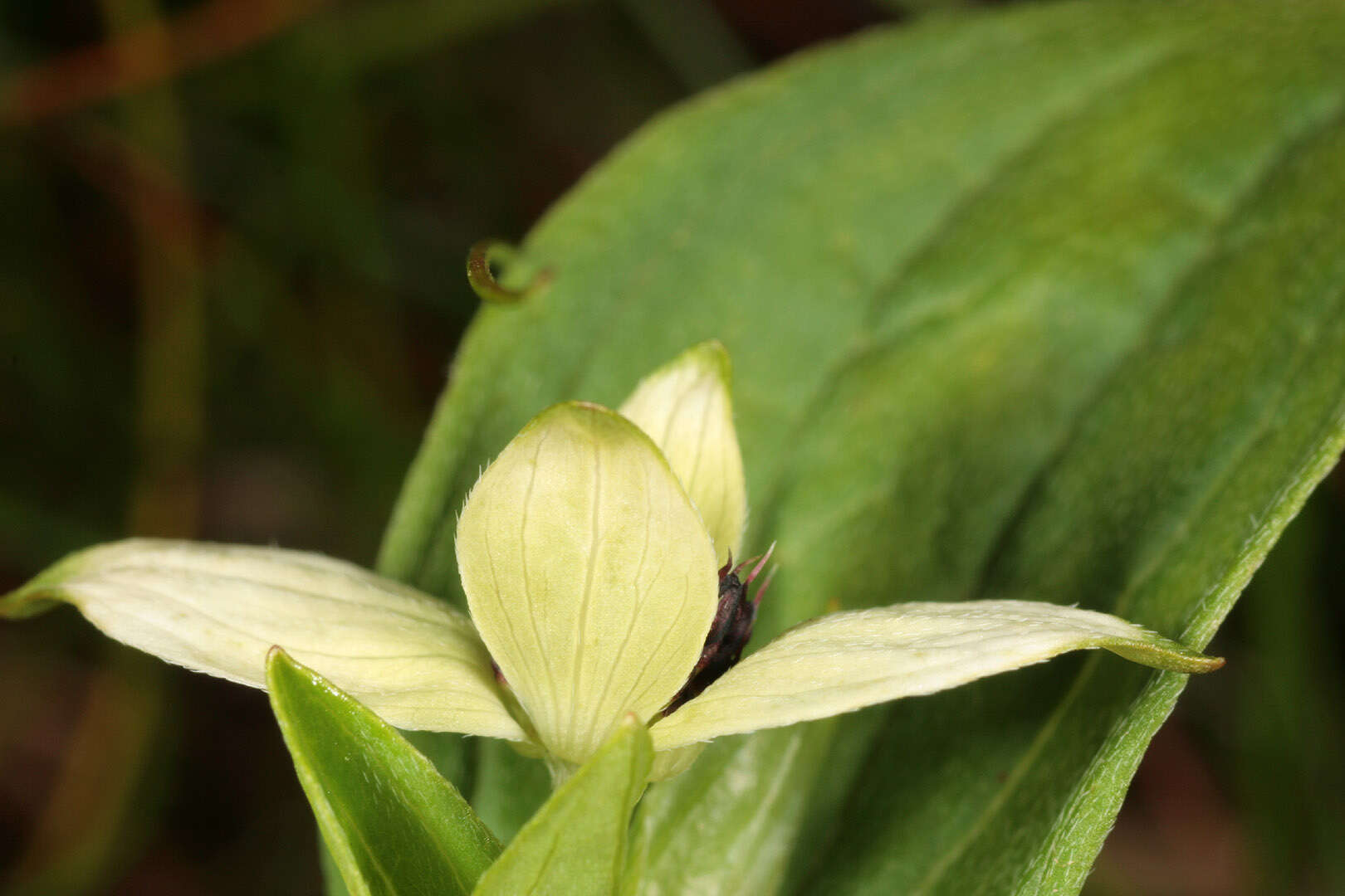 Image of Bunchberry