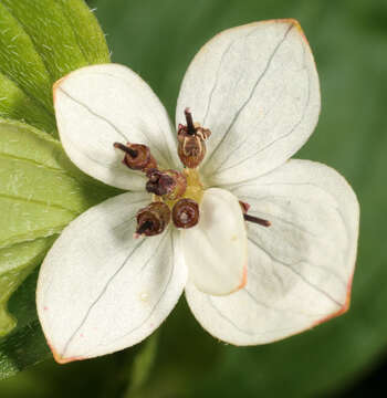 Image of Bunchberry