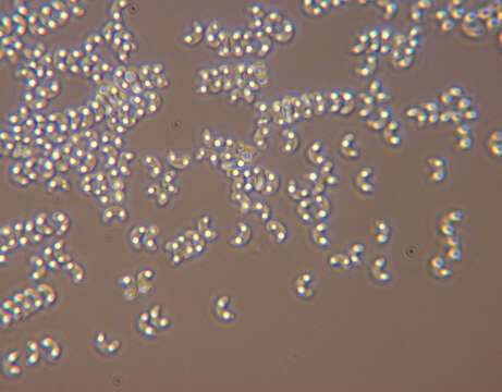 Image de Polypore verdissant