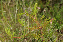 صورة Empetrum nigrum subsp. hermaphroditum (Hagerup) Böcher