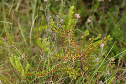 Image of Mountain Crowberry