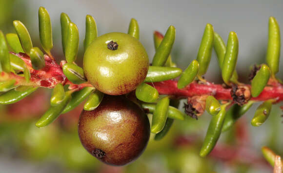 صورة Empetrum nigrum subsp. hermaphroditum (Hagerup) Böcher