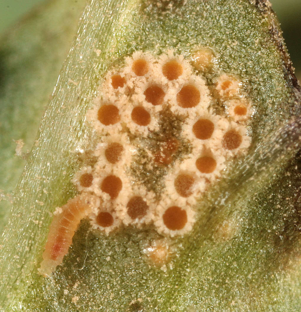 Image of Puccinia dioicae Magnus 1877