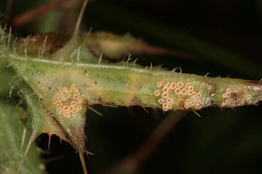 Image of Puccinia dioicae Magnus 1877